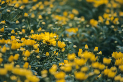 Close-up of yellow flowering plant on field