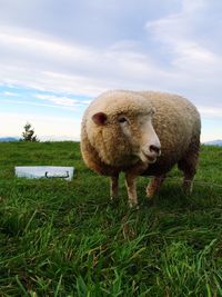 Sheep on grassy field