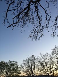 Low angle view of bare trees against sky