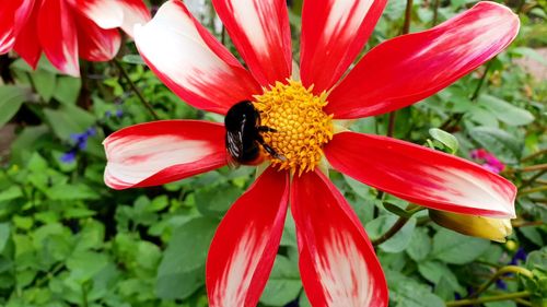 Close-up of bee pollinating flower