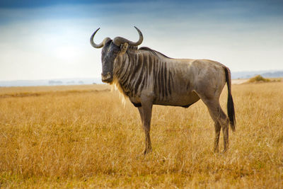 Giraffe standing on field