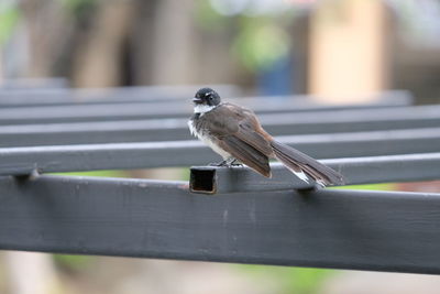 Close-up of bird perching on metal railing