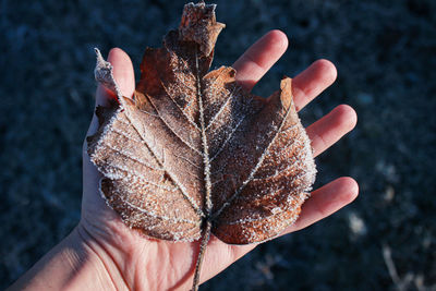 Close-up of hand holding leaves