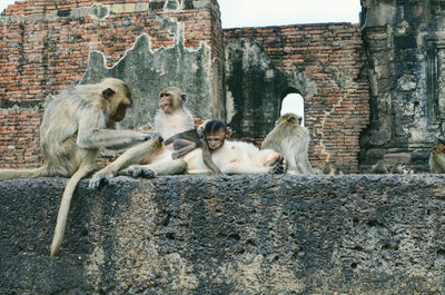 Monkeys sitting on wall