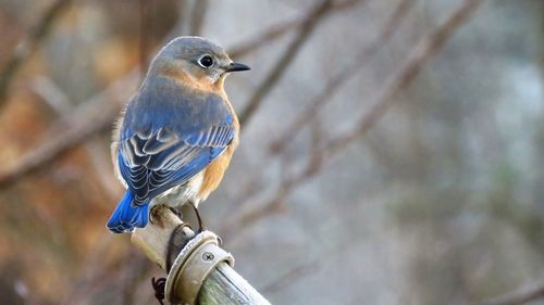 Close-up of bird perching on tree