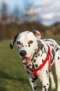 Portrait of dog on field