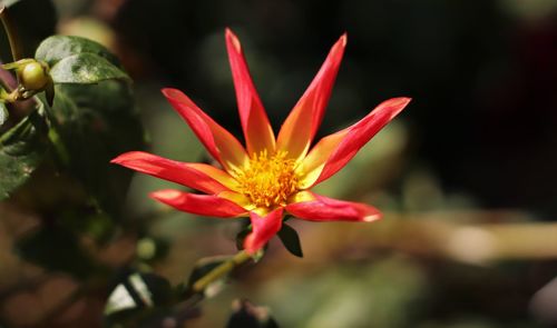 Close-up of red flower