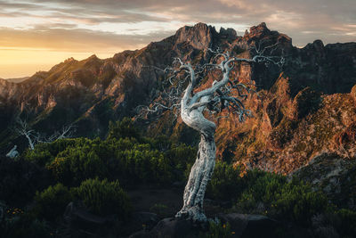 Scenic view of lone tree in mountains against sky during sunrise