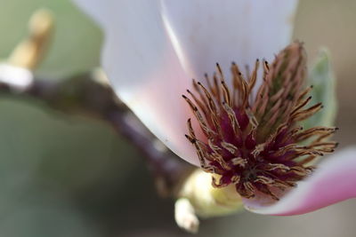 Close-up of white flowering plant