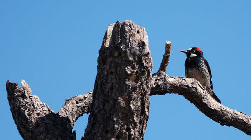 Low angle view of bird perching on a tree