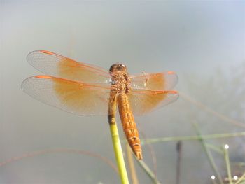 Close-up of insect