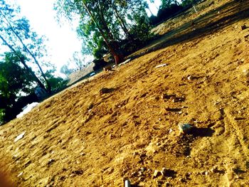 Low angle view of horse on tree