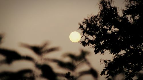 Low angle view of silhouette tree against sky at night