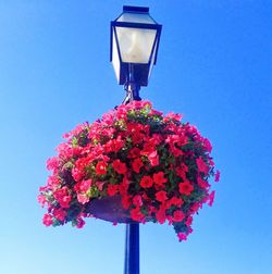Low angle view of flowers against clear blue sky