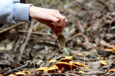 Cropped image of hand holding leaf