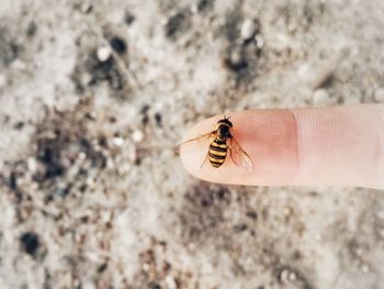 Close-up of insect on hand