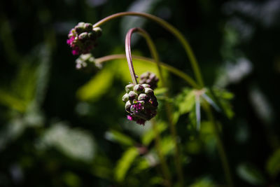 Close-up of purple flower growing on plant