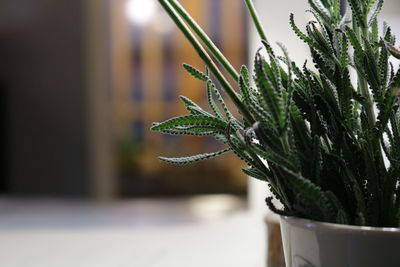 Close-up of potted plant