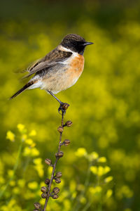 Close-up of bird perching on plant