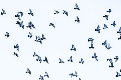 Low angle view of birds flying in the sky