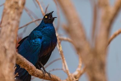 Close-up of bird perching on tree