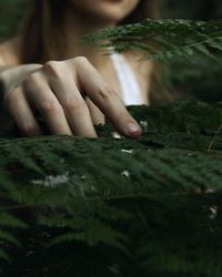 Close-up of hand touching leaves