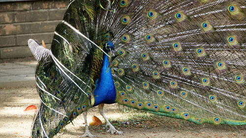 Close-up of peacock