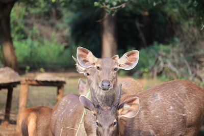 Portrait of deer