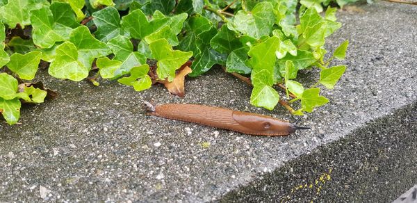 High angle view of snail on leaf