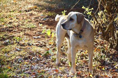 Dog on field