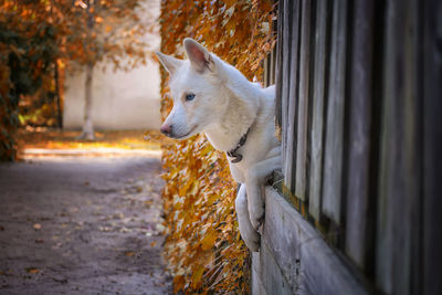 Close-up of a dog looking away