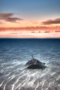 Scenic view of sea against sky during sunset and stingray swimming underwater 