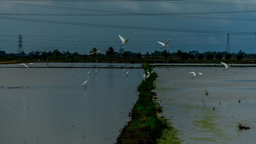 Seagulls flying over lake