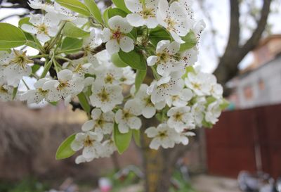 Close-up of white pear blossom tree