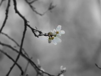 Close-up of white flowers blooming on tree