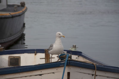 Seagull perching on a boat