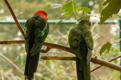 View of parrot perching on tree