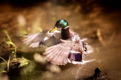 Close-up of bird flying over water