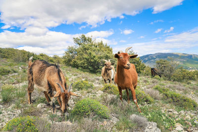 Horses in a field