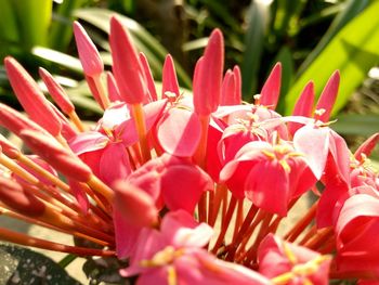 Close-up of pink flowering plants