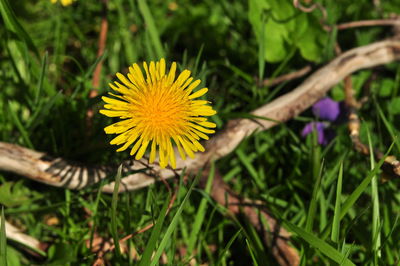 Close-up of yellow flower blooming outdoors