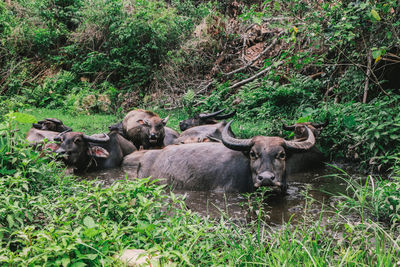 View of an animal on field