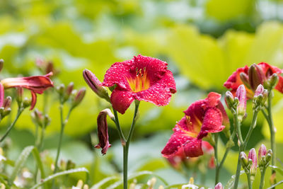 Close-up of red flowering plant