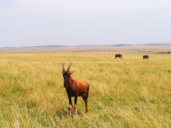 Topi in a field