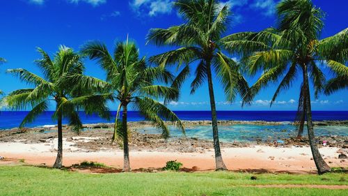 Palm trees on beach against blue sky