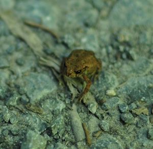 Close-up of insect on rock