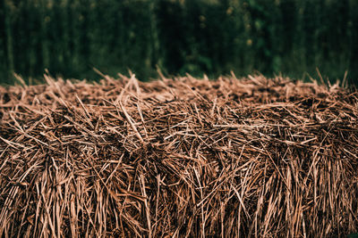 Close-up of dried plant on field