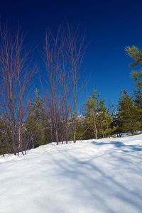 Low angle view of trees against sky