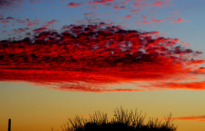 Low angle view of silhouette trees against sky during sunset