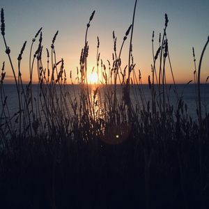 Silhouette plants by sea against sky during sunset